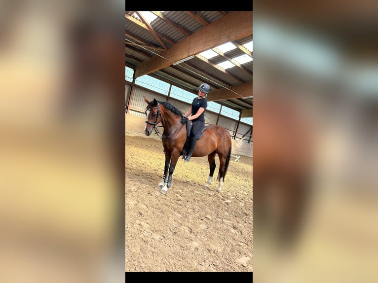 Hannoveraner Stute 8 Jahre 165 cm Brauner in Schneverdingen