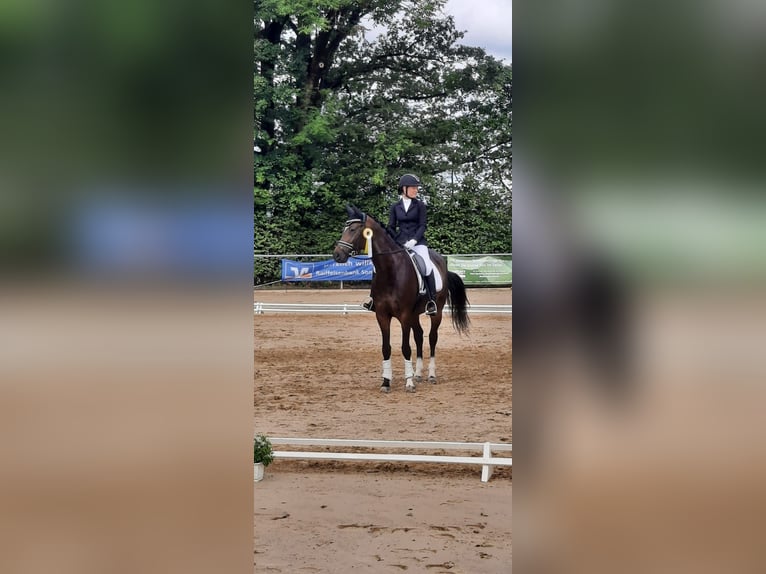 Hannoveraner Stute 8 Jahre 165 cm Dunkelbrauner in Pfullingen