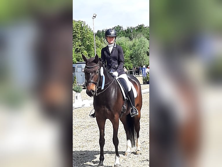 Hannoveraner Stute 8 Jahre 165 cm Dunkelbrauner in Pfullingen