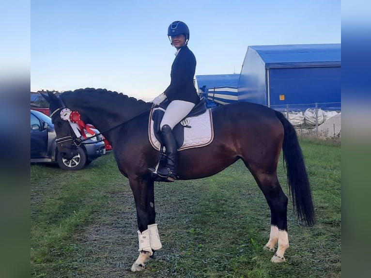 Hannoveraner Stute 8 Jahre 165 cm Dunkelbrauner in Pfullingen