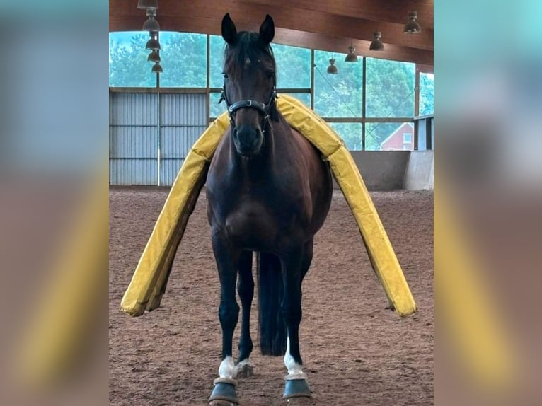 Hannoveraner Stute 8 Jahre 165 cm Dunkelbrauner in Zehlendorf / Schmachtenhagen