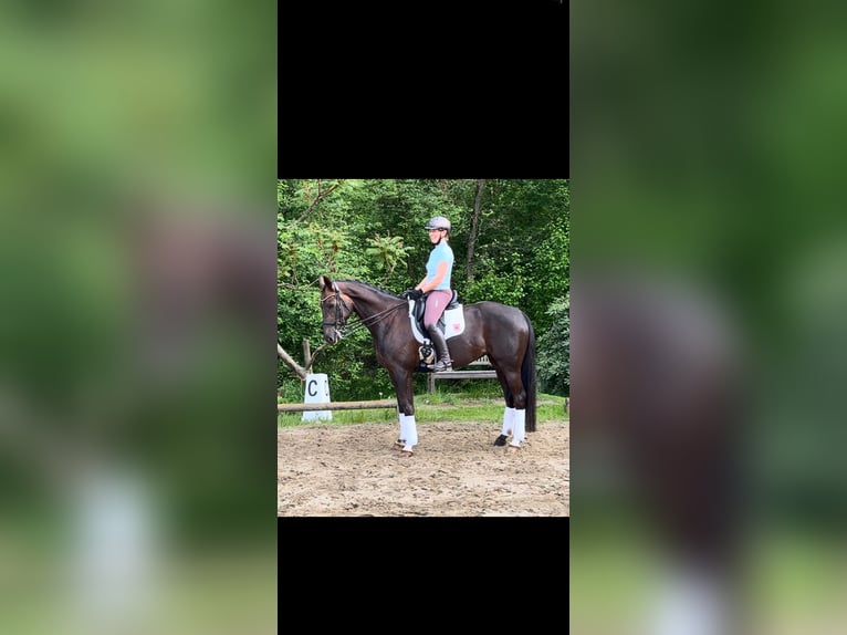 Hannoveraner Stute 8 Jahre 165 cm Dunkelfuchs in Selsingen