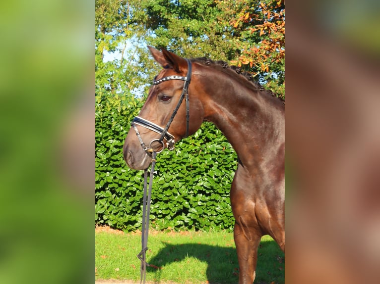 Hannoveraner Stute 8 Jahre 165 cm Dunkelfuchs in Selsingen