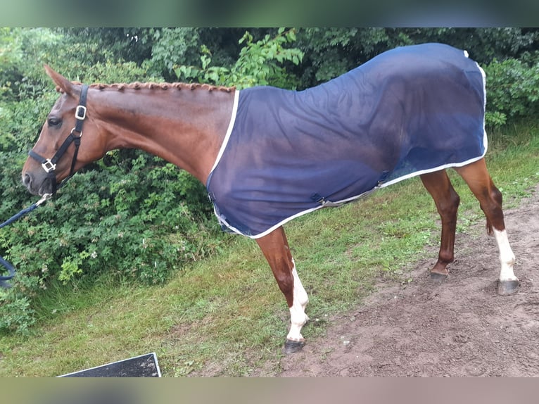 Hannoveraner Stute 8 Jahre 165 cm Fuchs in Hamburg Uhlenhorst