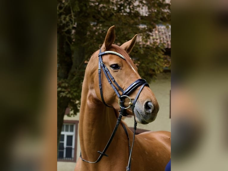 Hannoveraner Stute 8 Jahre 165 cm Fuchs in Dassel