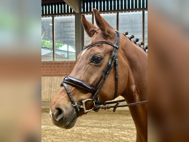 Hannoveraner Stute 8 Jahre 165 cm Fuchs in Telgte