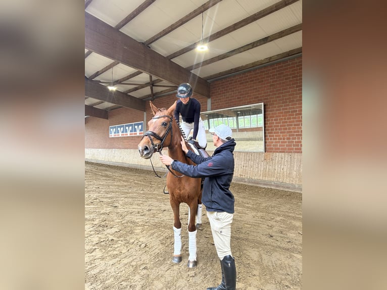Hannoveraner Stute 8 Jahre 165 cm Fuchs in Telgte