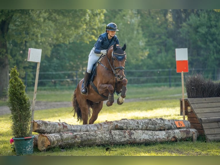 Hannoveraner Stute 8 Jahre 165 cm Fuchs in Telgte