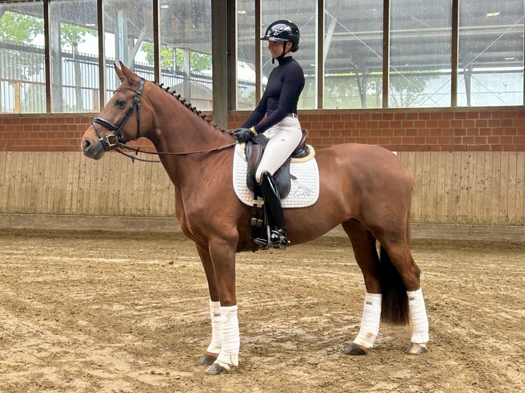 Hannoveraner Stute 8 Jahre 165 cm Fuchs in Telgte