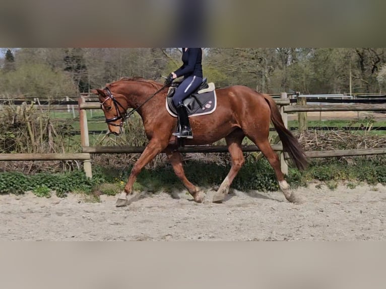 Hannoveraner Stute 8 Jahre 165 cm Fuchs in Wachtendonk