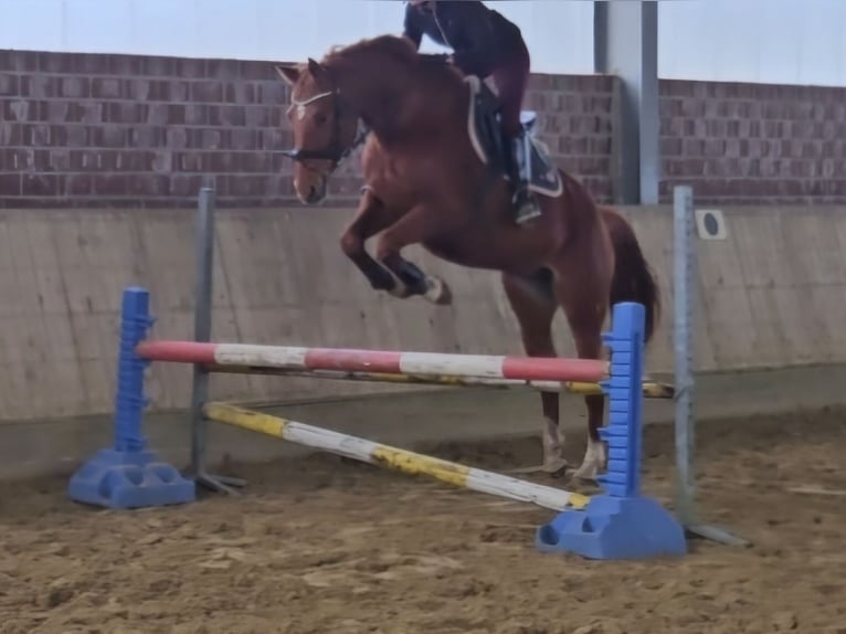 Hannoveraner Stute 8 Jahre 165 cm Fuchs in Wachtendonk