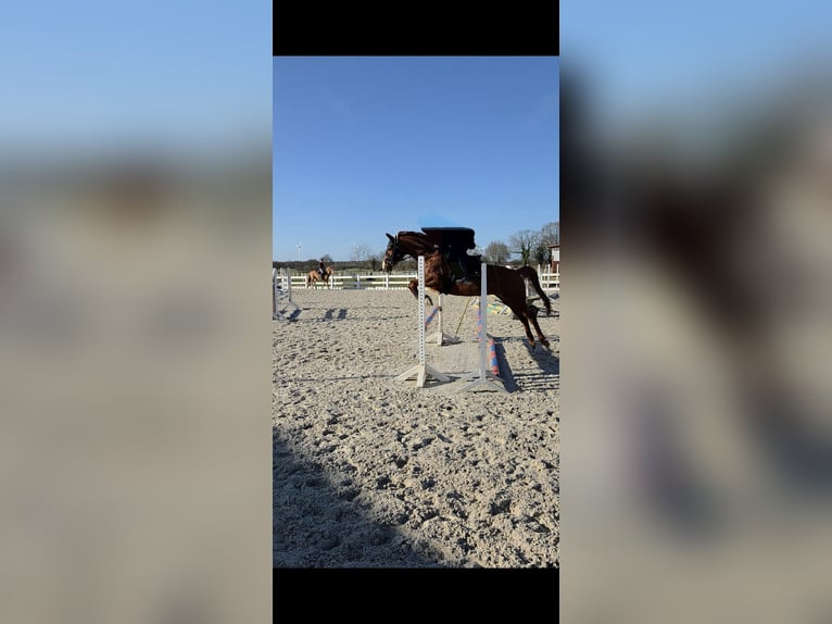 Hannoveraner Stute 8 Jahre 165 cm Fuchs in Loxstedt