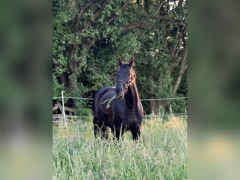 Hannoveraner Stute 8 Jahre 165 cm Rappe in Frankfurt am Main