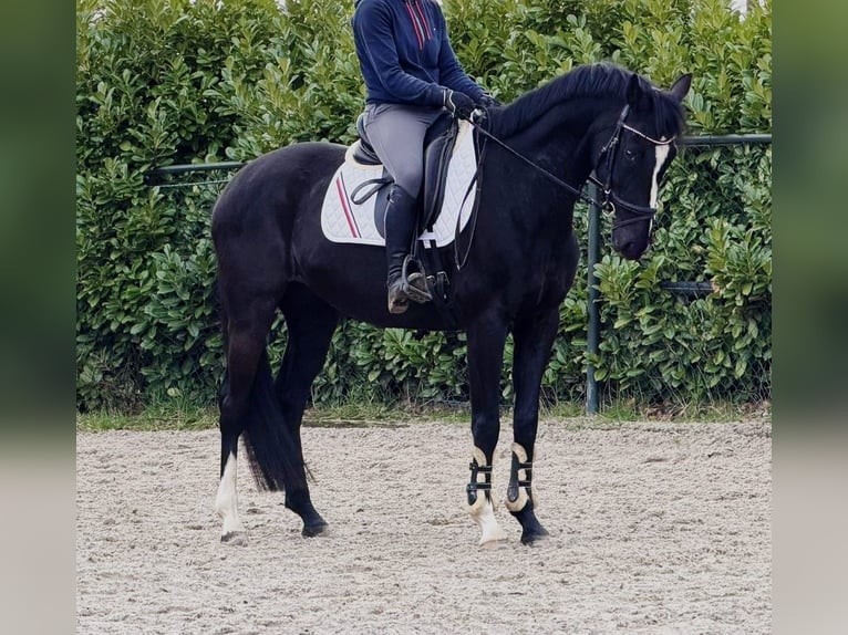 Hannoveraner Stute 8 Jahre 165 cm Rappe in Someren