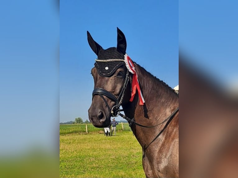 Hannoveraner Stute 8 Jahre 165 cm Schwarzbrauner in Gettorf