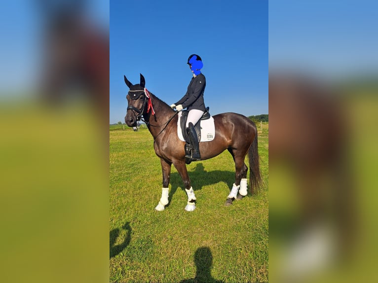 Hannoveraner Stute 8 Jahre 165 cm Schwarzbrauner in Gettorf