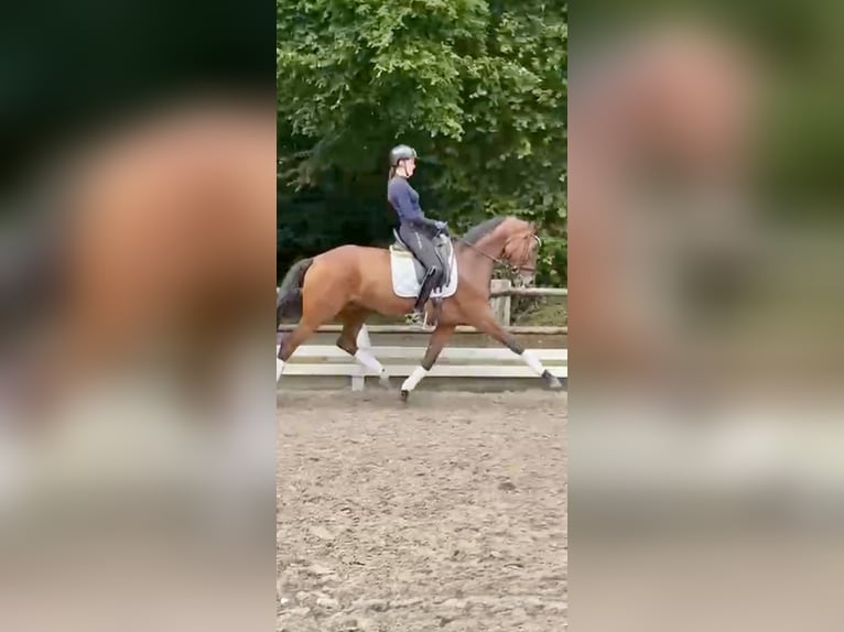 Hannoveraner Stute 8 Jahre 166 cm Brauner in Krefeld