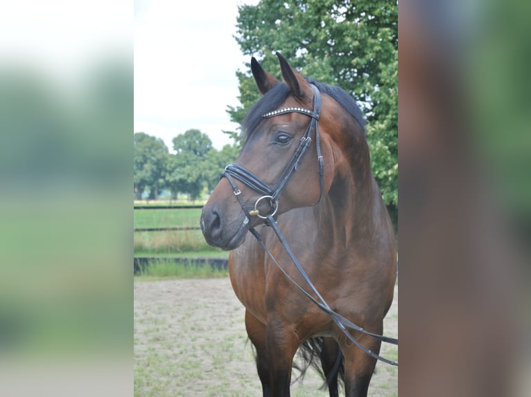 Hannoveraner Stute 8 Jahre 166 cm Brauner in Rees