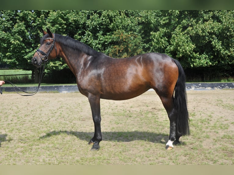 Hannoveraner Stute 8 Jahre 166 cm Brauner in Rees