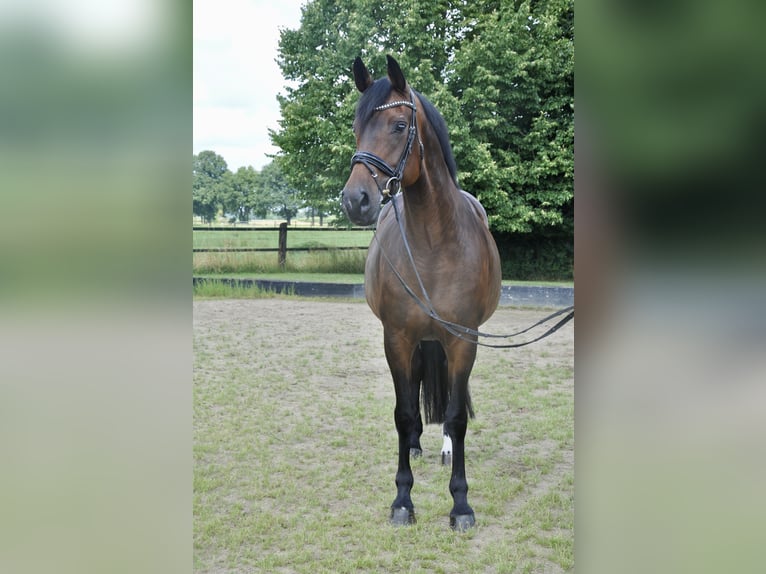Hannoveraner Stute 8 Jahre 166 cm Brauner in Rees