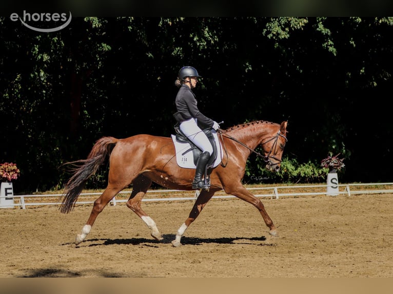 Hannoveraner Stute 8 Jahre 166 cm Dunkelfuchs in Rostock