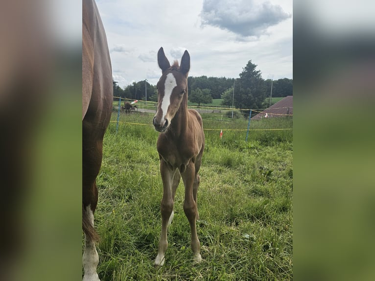Hannoveraner Stute 8 Jahre 166 cm Fuchs in Biberach an der Ri&#xDF;