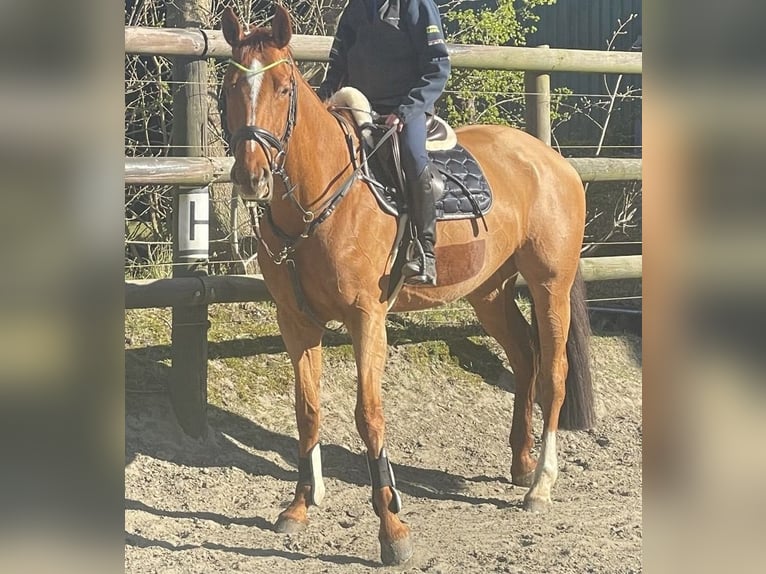 Hannoveraner Stute 8 Jahre 166 cm Fuchs in Helse