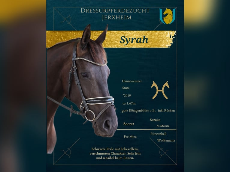 Hannoveraner Stute 8 Jahre 166 cm Rappe in Jerxheim