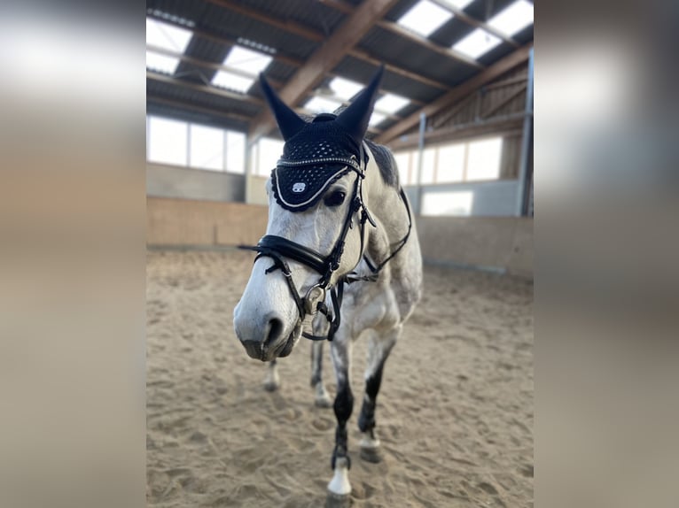 Hannoveraner Stute 8 Jahre 167 cm Apfelschimmel in Wachtberg