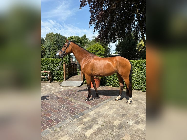 Hannoveraner Stute 8 Jahre 167 cm Brauner in Friesoythe