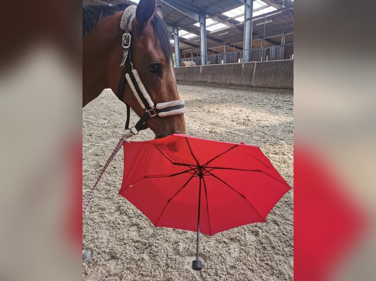 Hannoveraner Stute 8 Jahre 167 cm Brauner in Friesoythe
