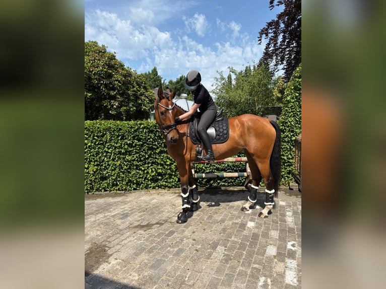 Hannoveraner Stute 8 Jahre 167 cm Brauner in Friesoythe