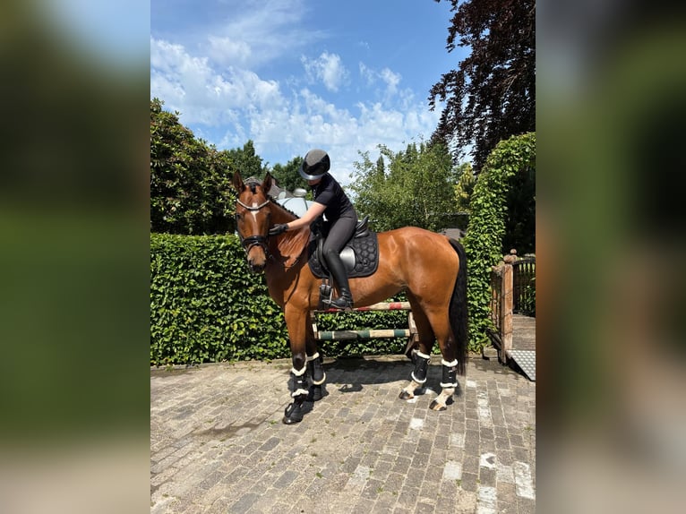 Hannoveraner Stute 8 Jahre 167 cm Brauner in Friesoythe