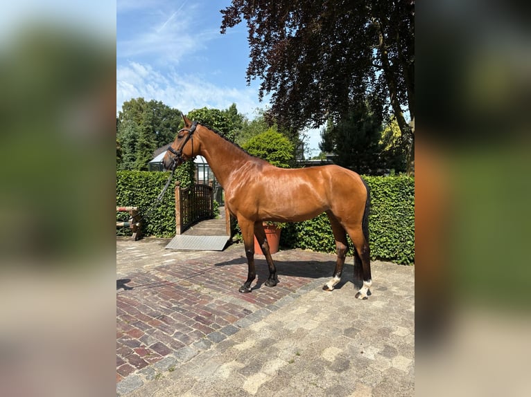 Hannoveraner Stute 8 Jahre 167 cm Brauner in Friesoythe