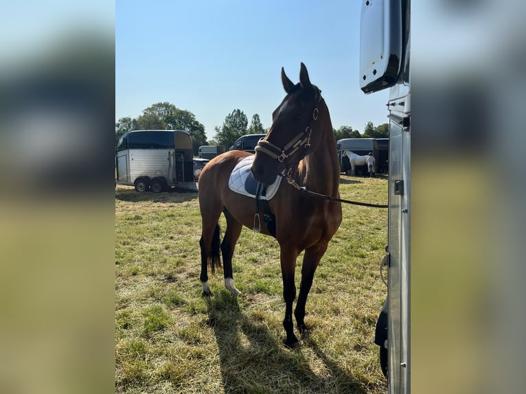 Hannoveraner Stute 8 Jahre 167 cm Brauner in Friesoythe