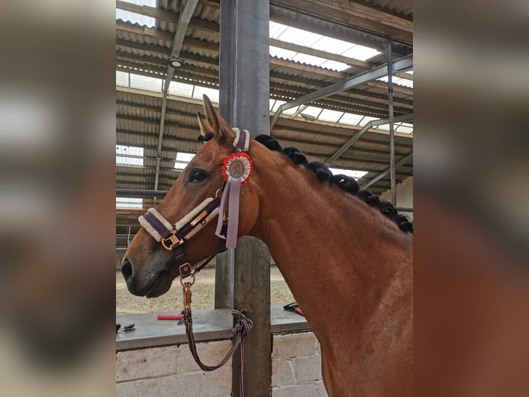 Hannoveraner Stute 8 Jahre 167 cm Brauner in Friesoythe