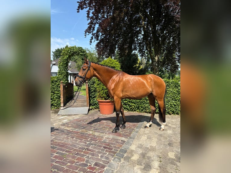 Hannoveraner Stute 8 Jahre 167 cm Brauner in Friesoythe