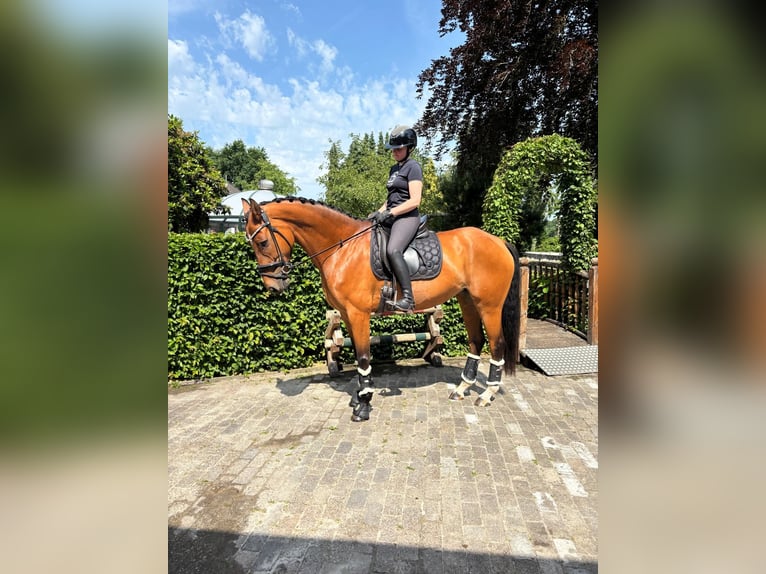 Hannoveraner Stute 8 Jahre 167 cm Brauner in Friesoythe