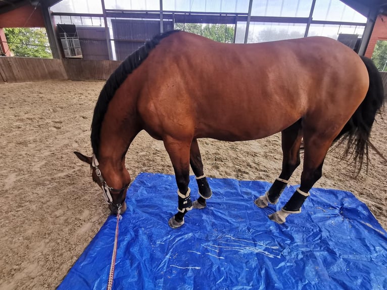 Hannoveraner Stute 8 Jahre 167 cm Brauner in Friesoythe