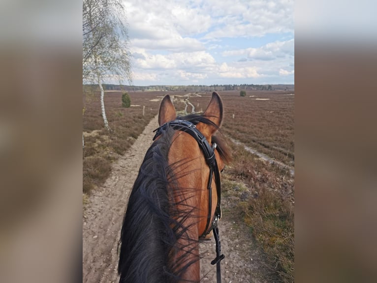 Hannoveraner Stute 8 Jahre 167 cm Brauner in Friesoythe