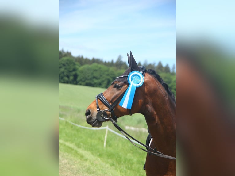 Hannoveraner Stute 8 Jahre 167 cm Brauner in Raubling