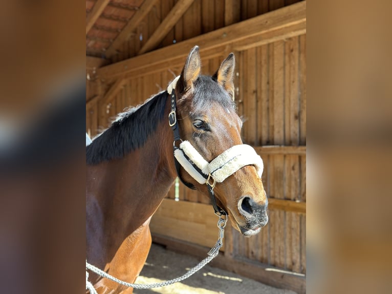 Hannoveraner Stute 8 Jahre 167 cm Brauner in Raubling