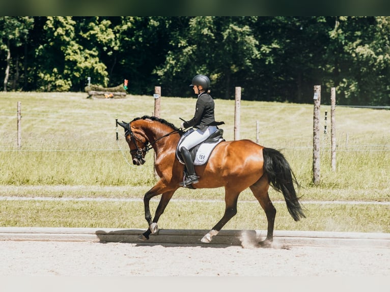 Hannoveraner Stute 8 Jahre 167 cm Brauner in Raubling