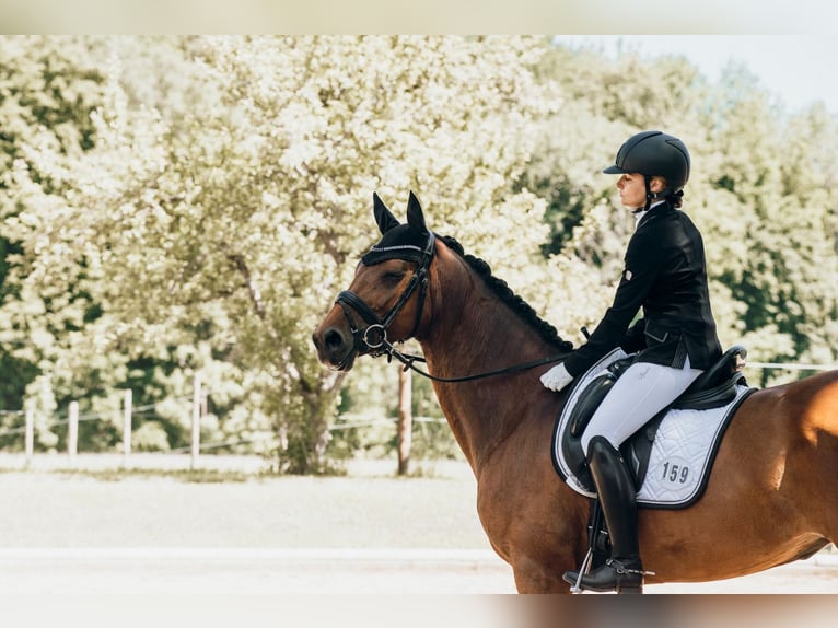 Hannoveraner Stute 8 Jahre 167 cm Brauner in Raubling