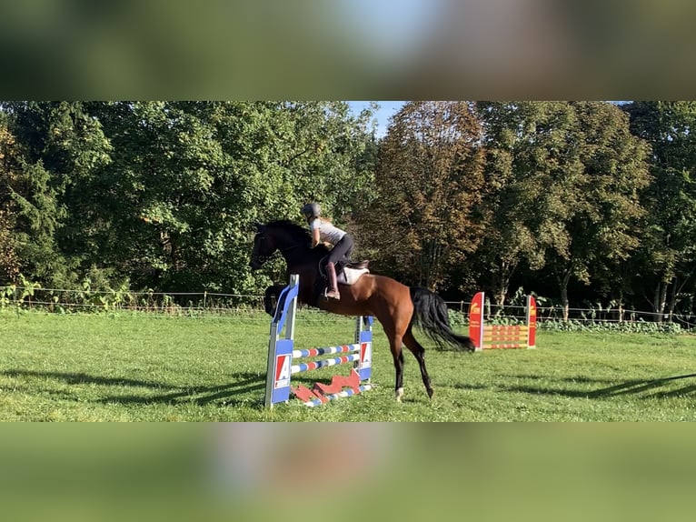 Hannoveraner Stute 8 Jahre 167 cm Brauner in Raubling