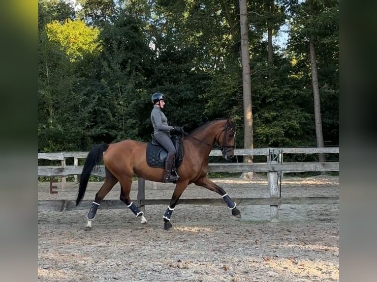 Hannoveraner Stute 8 Jahre 167 cm Brauner in Friesoythe