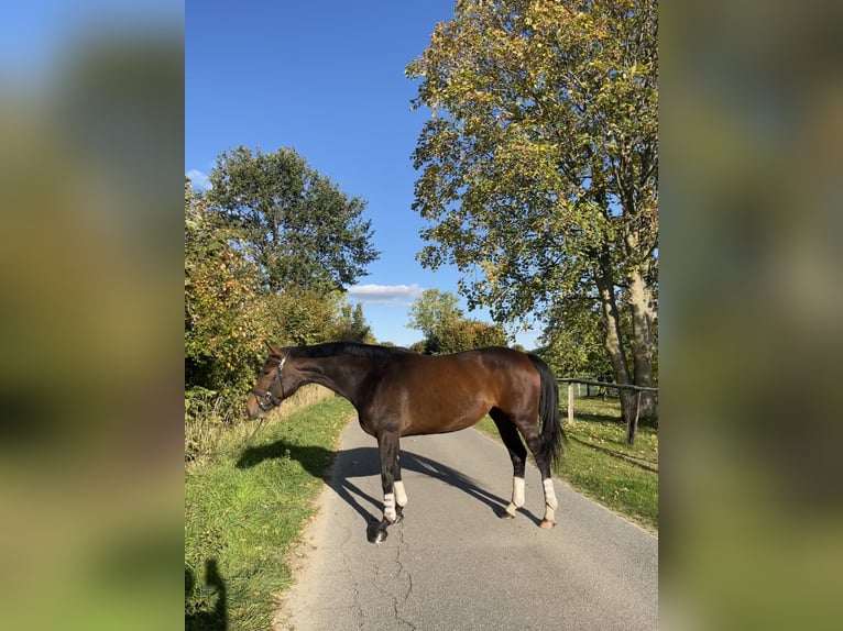 Hannoveraner Stute 8 Jahre 167 cm Brauner in Juliusburg