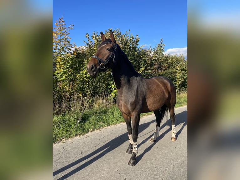 Hannoveraner Stute 8 Jahre 167 cm Brauner in Juliusburg