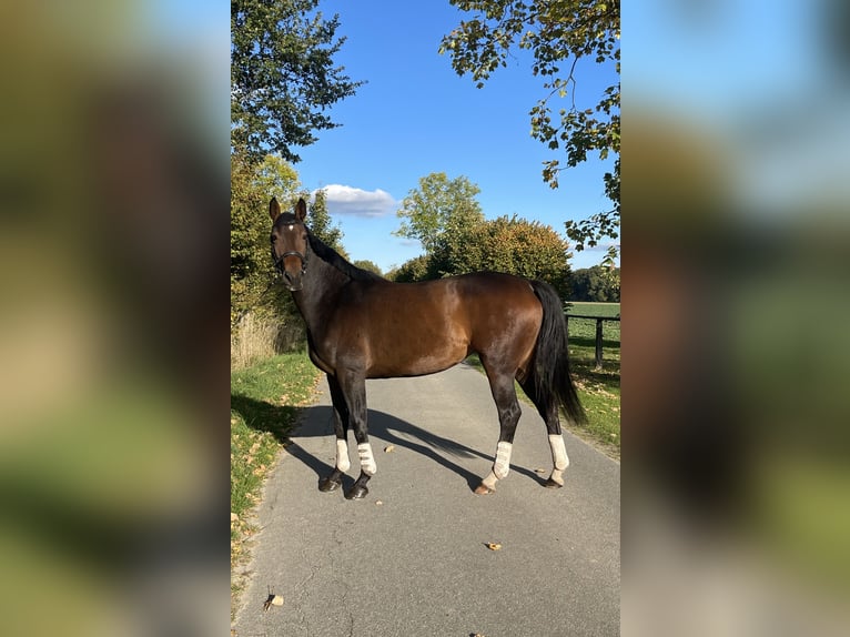 Hannoveraner Stute 8 Jahre 167 cm Brauner in Juliusburg
