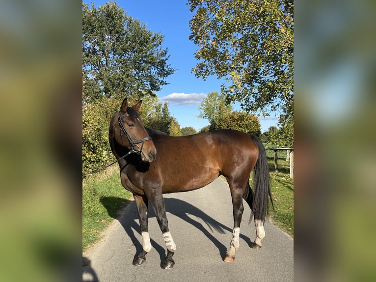 Hannoveraner Stute 8 Jahre 167 cm Brauner in Juliusburg